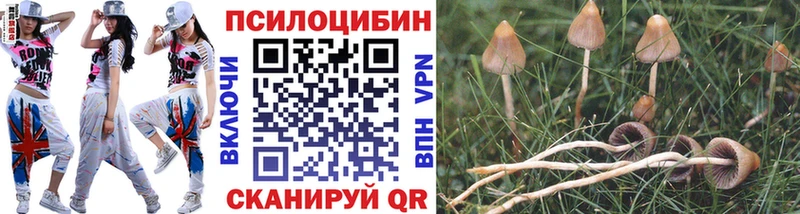 Псилоцибиновые грибы Cubensis  Купить  Кочубеевское 
